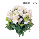 【24h限定!抽選で最大100%ポイント還元】人工観葉植物 下草 坪庭 造花 業務用 施設 オフィス 店舗 装飾 フェイク グリーン グランドカバー リアル タ...