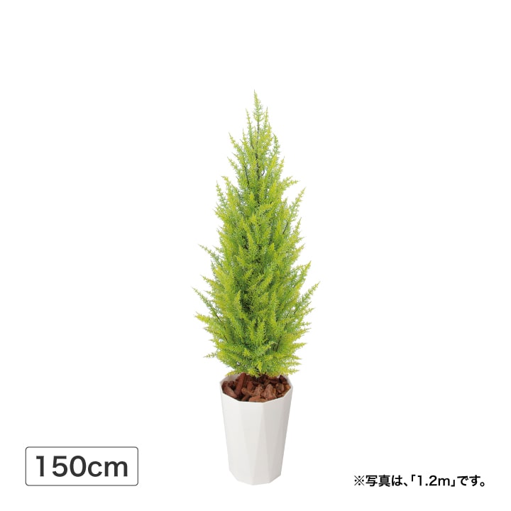 人工観葉植物 造花 業務用 オフィス 店舗 装飾 フェイク グリーン リアル 飾り / ゴールドクレスト ゴ..