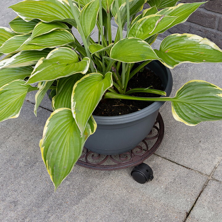 プランター スタンド 台 ガーデニング GARDEN STORY Series タカショー / アイアンプランツトレー roun..