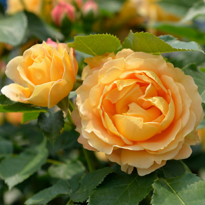 【4月中旬以降お届け予定】デルバール・バラ新苗/ラ・ドルチェ・ヴィータ　オリジナルポット