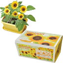 聖新陶芸 通年 家庭菜園 簡単 栽培キット ゆったり育てる ミニヒマワリ 花 栽培セット ( 自由研究 ) 鉢約24×15cm ENJOY PLANTER FL...