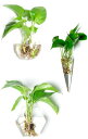 MedianField 【 ガラス 花瓶 3個 フック セット 】壁掛け ミニ 一輪挿し おしゃれ 多肉植物 エアプランツ アンティーク 雑貨 サボテン インテリア クリ スタル 壁 ガーデニング (丸 六角 細)