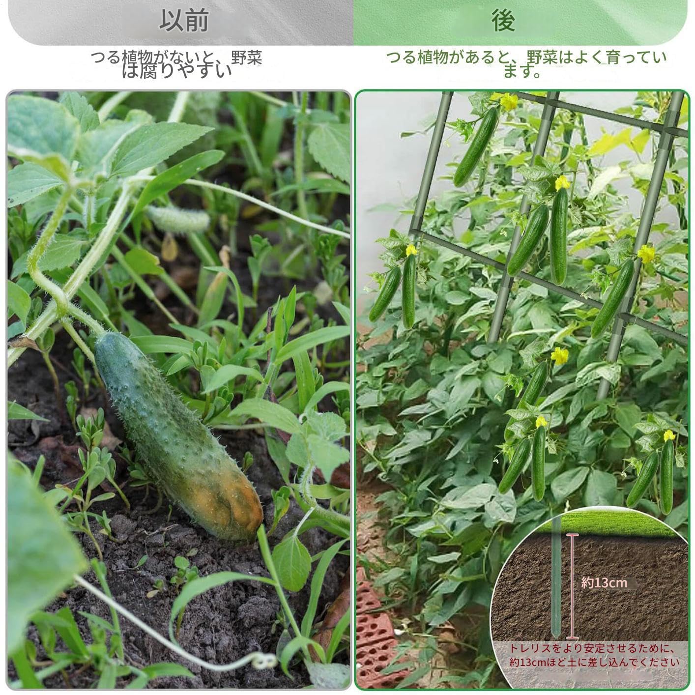 キュウリ用高床式トレリス | つる性野菜 トレリス サポート - ぶどう なす えんどう かぼちゃ対応 強化..