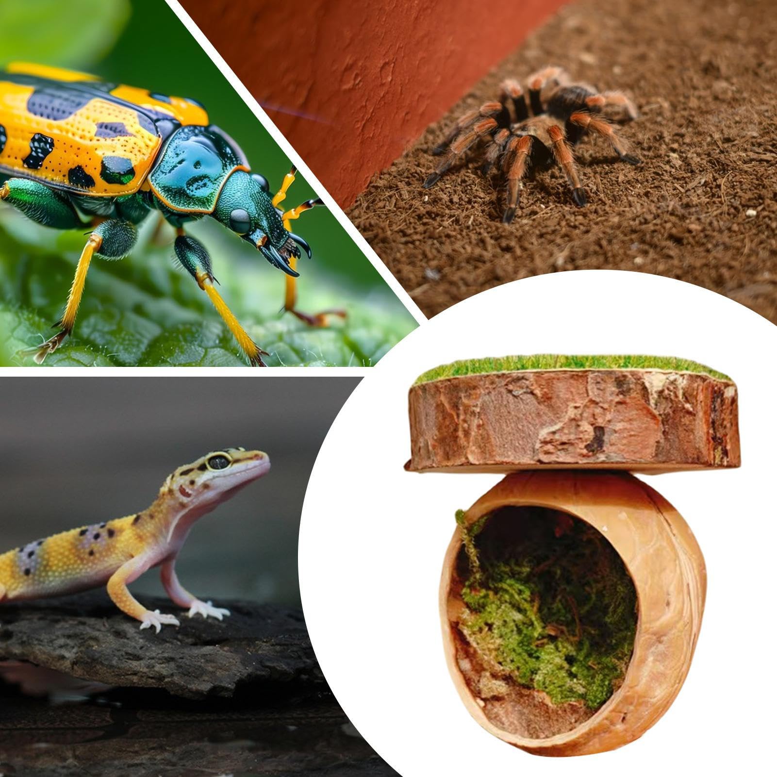 ハエトリグモ用ケージ - 手作り 自然素材 クモフェンスアクセサリー,隠れ家 磁石付き手工芸品 爬虫類用アクセサリー カマキリ タランチュラ 小動物ケージ用