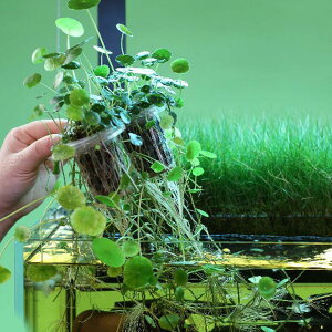JOKOTI 水族館 植物スタンド 水草ホルダー 植物カップ 装飾カップ 造園 植物ホルダー 水槽用