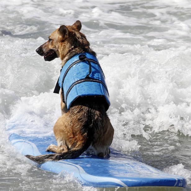 新トレンド犬用着型救命胴衣 大型犬向け アウトドジャケット