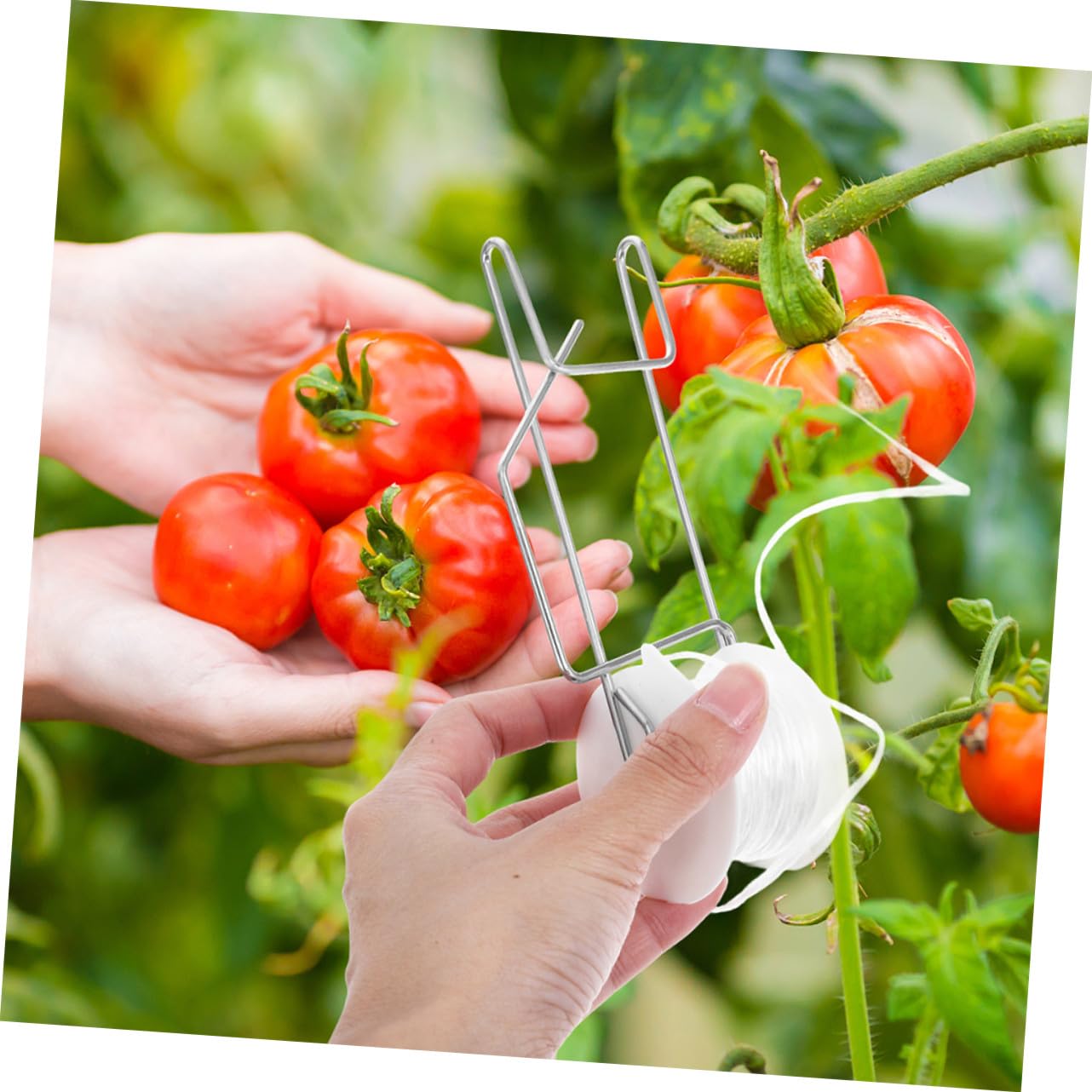 10個 トマトローラーフック 耐候性素材製 温室用トマト支柱フック ツイン付き る植物の誘引と空間活用に