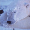 高砂淳二 絵画・アート(版画額装品)/polarbear(シロクマ)/クマ・熊