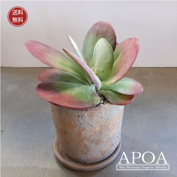 多肉植物 デザートローズ カランコエ フラップジャップ 唐印 寄せ植え