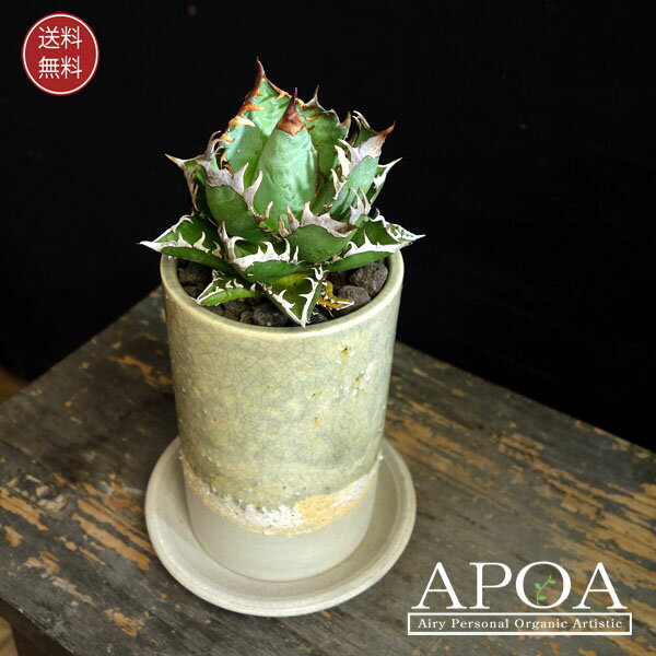 アガベ チタノタ ‘ レッド キャットウィーズル ’ 鉢付き 多肉植物 サボテン 観葉植物のサムネイル