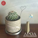 ドライフラワーベースとサボテン植え 多肉植物 おしゃれな寄せ植え バレンタイン プレゼント