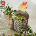 爆速 【 Happy mother's day! 】多肉植物 カンガルーポケット かわいい寄せ植え 人気