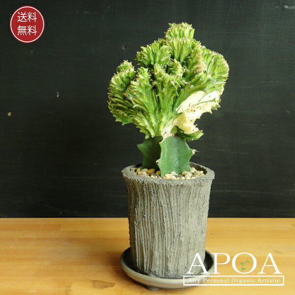 渋鉢 マハラジャ 鉢植え 多肉植物 サボテン かっこいい レア おしゃれ プレゼント