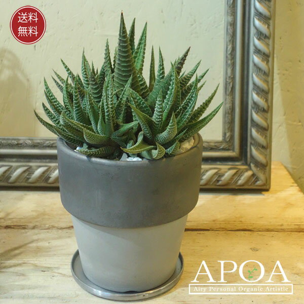 ハオルチア ゼブラ 鉢植え 多肉植物 男前な寄せ植え