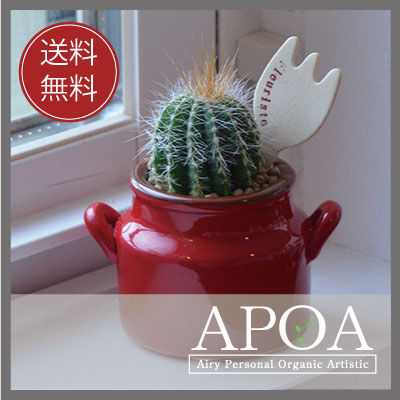 ミニボトル サボテン ピック付きサボテン植え込み ピック付き♪ミニ/インテリア/雑貨/アンティーク風/サボテン/寄せ植えギフトのサムネイル