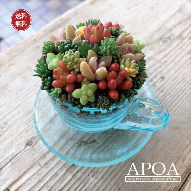 多肉植物　丸い カップ＆ソーサー/小 ガラス ちまちま寄せ 寄せ植え おしゃれな寄せ植えのサムネイル