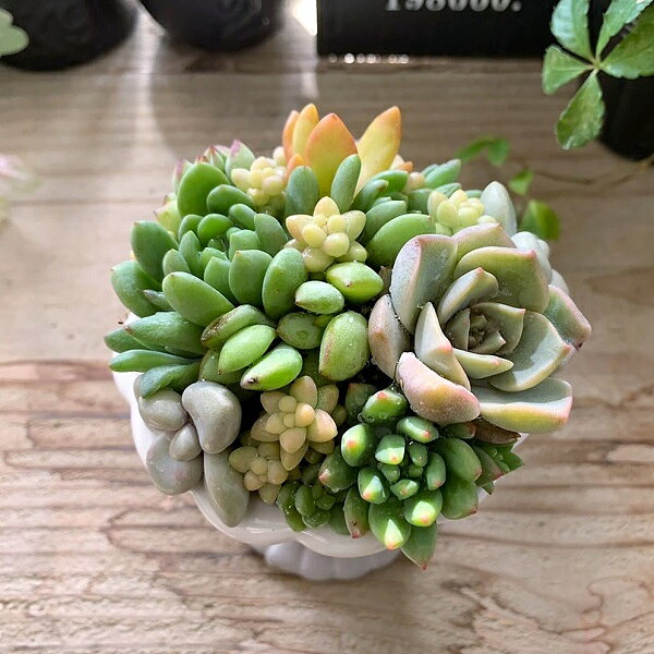多肉植物 寄せ植え カテリーナコンポート 鉢花 おしゃれ プレゼント