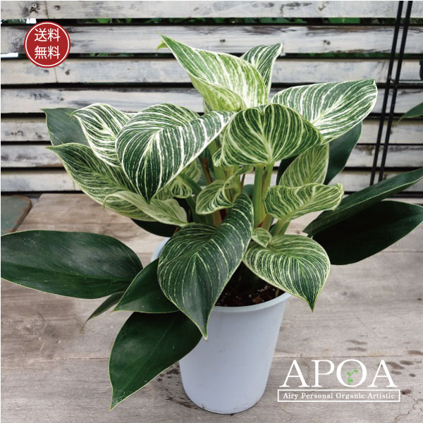 フィロデンドロン バーキン 観葉植物 6号 カラーリーフ おしゃれのサムネイル