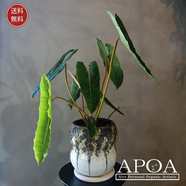 フィロデンドロン ビレッタエ 観葉植物 おしゃれ 鉢植え