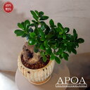 ガジュマル southern island 観葉植物 おしゃれ かわいい 爽やか 鉢植え