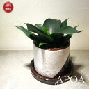 サンセベリア T ハニー 観葉植物 おしゃれ シンプル 鉢植え