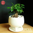 miniがじゅまる 鉢植え 観葉植物 おしゃれ ミニ 鉢植え