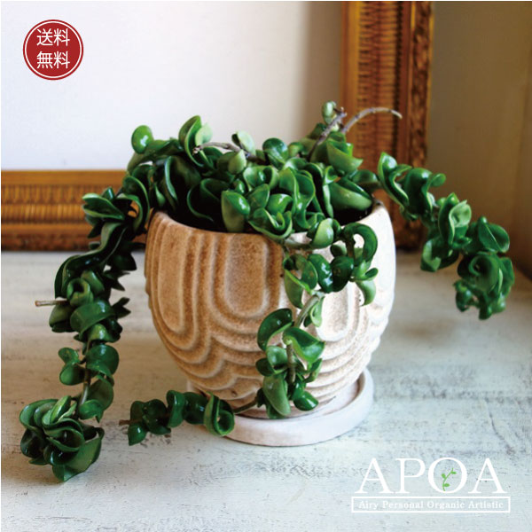 ホヤカルノーサ コンパクタ おしゃれな観葉植物 人気