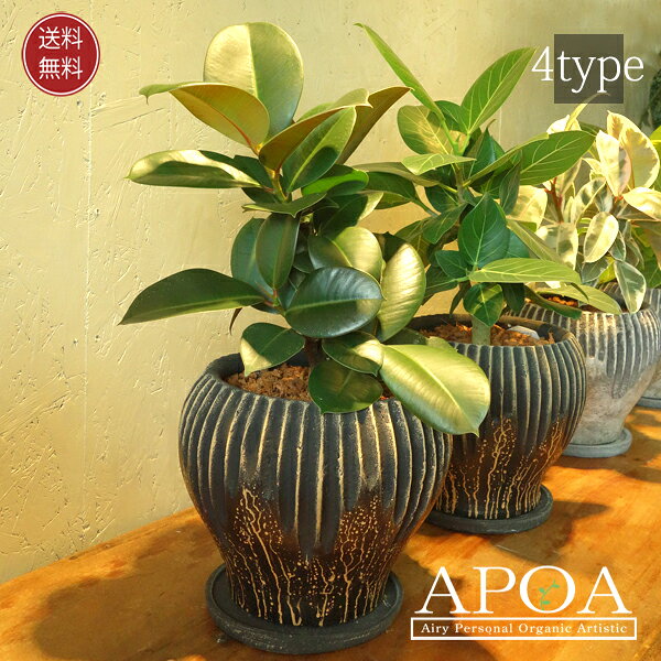 Other Aquatic Plants - お祝い フィカス 鉢植え 観葉植物 人気のゴムの木シリーズ