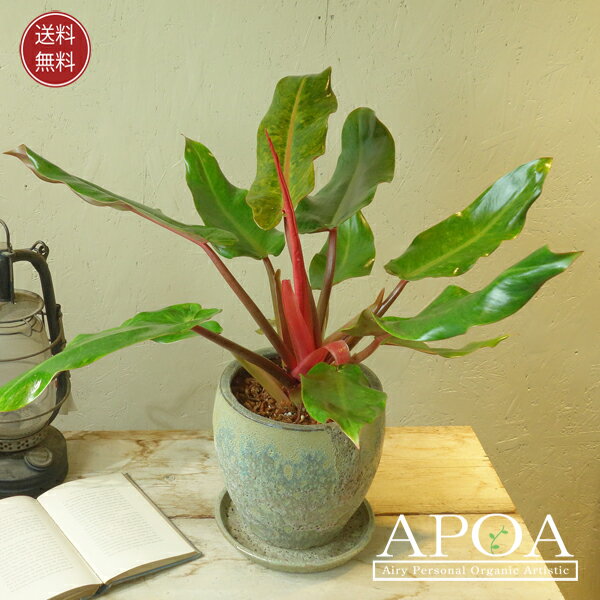 フィロデンドロン オレンジマーマレード 鉢植え 観葉植物 おしゃれ