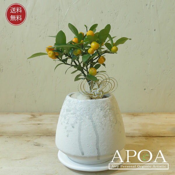 キンズ 金豆 かわいい盆栽 お正月飾り 人気 観葉植物 省スペース