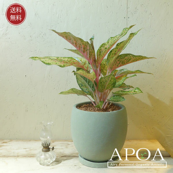 アグラオネマ 10カラット 2 鉢植え 観葉植物 おしゃれ アロイド ピンク