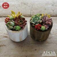 多肉植物の寄せ植え おしゃれで可愛い プレゼントにもぴったりなおすすめランキング 1ページ gランキング 多肉植物の寄せ植え おしゃれで可愛い プレゼントにもぴったりなおすすめランキング 1ページ gランキング
