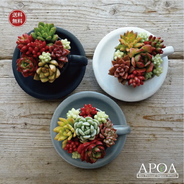 プレゼント 鉢花 多肉植物 寄せ植え カップ＆ソーサー 陶器おしゃれな寄せ植えのサムネイル