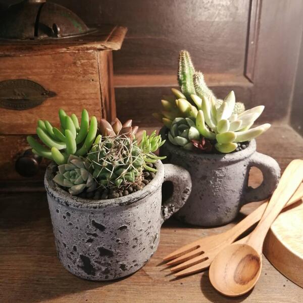 【 寄せ植え セメントカップ 】多肉　サボテン　多肉寄せ植え　サボテン寄せ植え　ギフト　植物　ミニサイズ　ミニシリーズ　セメント　セメントカップのサムネイル