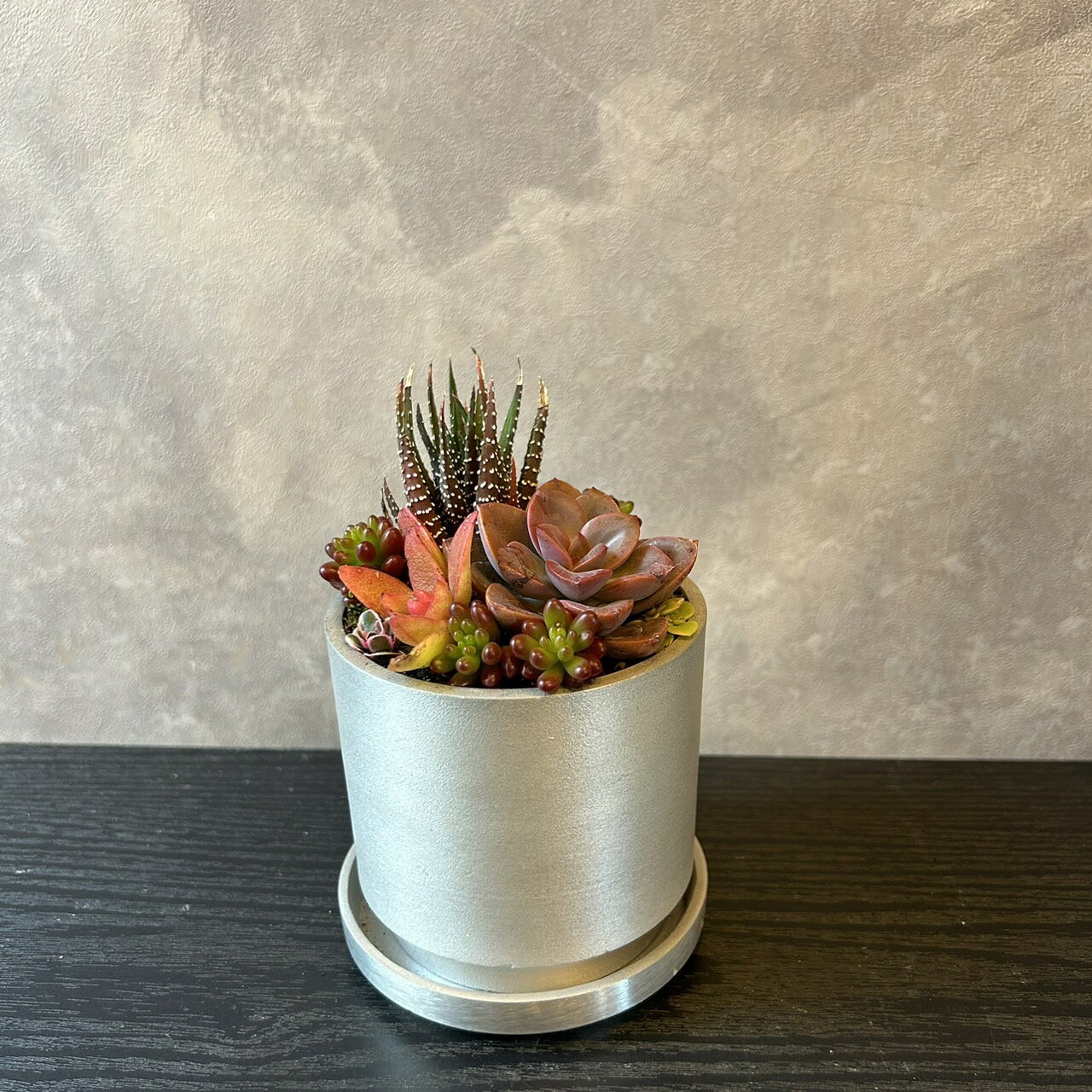 【 多肉寄せ植え　シルバー鉢 】多肉 寄せ植え　多肉　多肉植物　ギフト　プレゼント　ギフト植物
