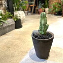 【 ユーフォルビア ホリダ 】鉢植え 陶器鉢 ブラックポット シンプルポット 多肉植物 多肉 ギフト ギフト植物 プレゼント