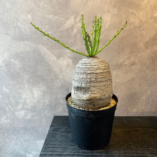 一点物現品レア多肉植物多肉塊根植物...