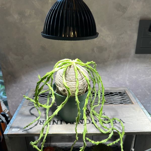 一点物現品レア多肉植物多肉塊根植物...