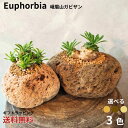 【峨眉山】ガビザン ユーフォルビア 多肉植物 多肉 マーブル柄植物