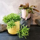 【 リプサリス 】美濃焼 鉢サボテン ピンク鉢 黄色鉢 鉢植え かわいい鉢 プレゼント おしゃれ かっこいい クリスマス 贈り物