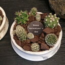 【 サボテン 寄せ植え 】サボテンギフト バレンタイン チョコサボ 室内グリーン