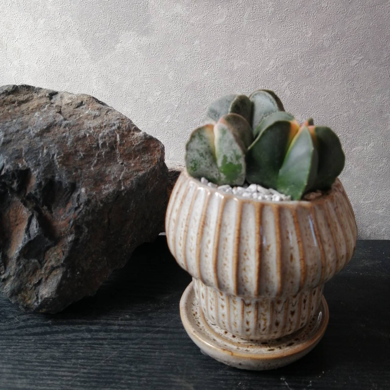 【幸運ランポー 】ランポー玉 ギフト 植物 ランポーギョク　サボテン 寄せ植え　プレゼント植物　インテリア　お祝い　快気祝い　風水　運気アップ　新築祝い　開店祝い　母の日 プレゼント　引越し祝い　誕生日プレゼント　ホワイトデー　内祝い 卒業祝いのサムネイル