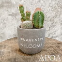 【 welcome鉢 サボテン寄せ植え 】サボテン 寄せ植え ギフト 植物 グレー鉢