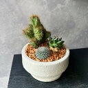 【 サボテン寄せ植え 】サボテン 寄せ植え ギフト 植物 プレゼント 植物 贈り物 植物