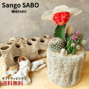 【珊瑚SABO】サンゴ礁とサボテンの寄せ植え ヒサボテン 父の日 母の日 多肉植物 多肉 寄せ植え 多肉寄せ植え サボテン寄せ植え サボテン サンゴ礁 鉢