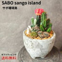 【サボ珊瑚島】サンゴ礁とサボテンの寄せ植え ヒサボテン 父の日 母の日 多肉植物 多肉 寄せ植え 多肉寄せ植え サボテン寄せ植え サボテン サンゴ礁 鉢