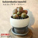【スルコレブチア ラウシー】サボテン 鉢植え 希少品種 父の日 母の日 珍しいサボテン サボテン鉢植え ラウシー 群生サボテン 鉢