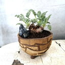 【 ペラルゴニウム 鉢植え 】つぎはぎ鉢 横 老の日 プレゼント 多肉 おしゃれ かっこいい