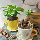 【 ガジュマル コーヒーの木 マグカップ 】観葉植物 コーヒーの木 ガジュマル マグカップ インテリア植物 ギフト 植物 贈り物 植物 初心者さんにオススメ