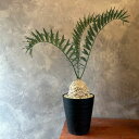 【 希少 エンセファラルトス ホリダス】 ヒメオニソテツ 観葉植物 おしゃれ インテリア植物